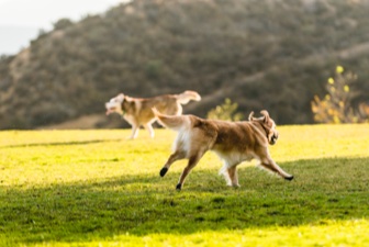 泰國皇室動物管理